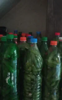 خیارشور امساله تازه و خوشمزه