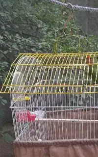 طوطی برزیلی نر
