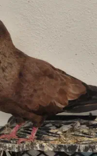 کبوتر کله سرخ تازه جوجهاش داره از تخم در میاد