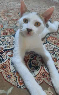 واگذاری بچه گربه خانگی