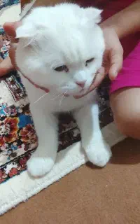 گربه پرشین