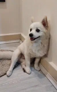 سگ گمشده