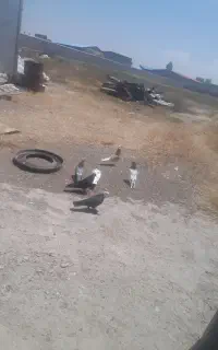 سبز بیز ککل نوک ریز