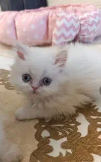 گربه نژاد پرشین
