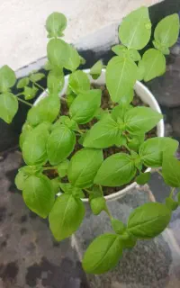 پکیج بذر سبزی خوردن شامل ۱۰ نوع بذر