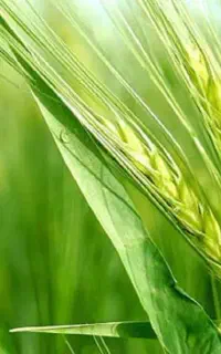 نظافت باغ و آپارتمان و لوله کشی قطره ای باغ