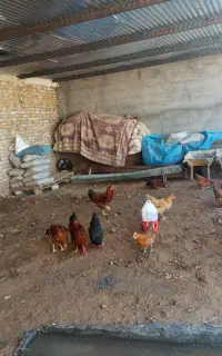 خروس.
