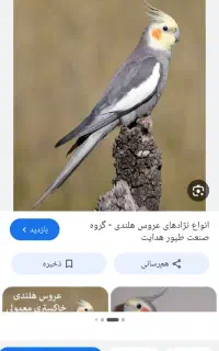 عروس هلندی