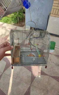 قفس سهره