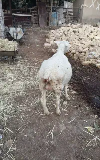 لاکن