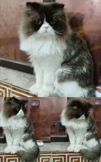 گربه بای کالر
