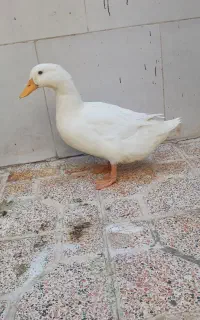 اردک