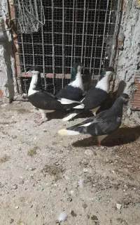 جفت ساده باجوجه
