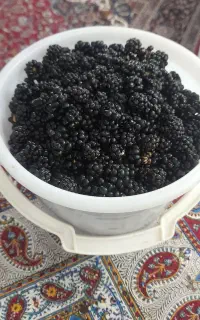 تمشک
