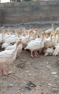 فروش جوجه بیوتی6فوری ومحدود