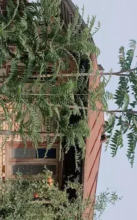 گرگان ساری