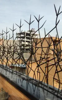 شاخ ۱۱ انواع تولید گوزنی۰۱ میل پَهن بهاره