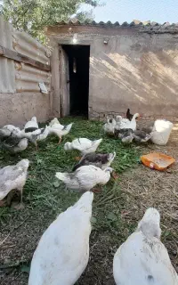 فروش غاز