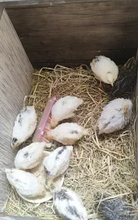 جوجه بلدرچین تخم گذار گوشتی ۲۰روزه