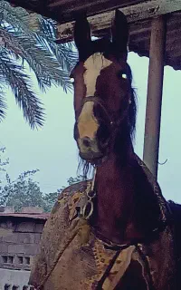 مادیون یکسر مدارک دار