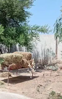 فروش یونجه خشک