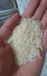 برنج لنجون