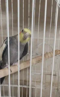 عروس هلندی