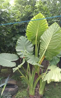 گل بابا آدم