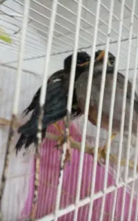 مرغ مینا