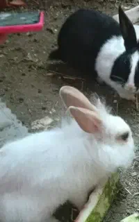 خرگوش نر و ماده