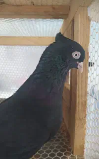 کبوتر زاغ آبادانی اصل