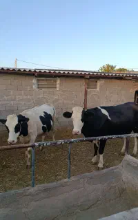 تلیسه