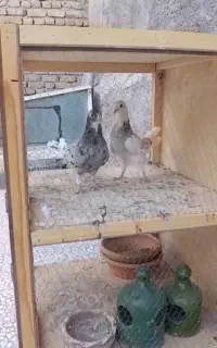 کفتر سرور