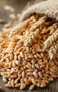 فروش یک تن گندم سه دهه (سیاه دانه)
