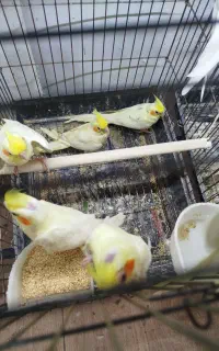 جوجه عروس هلندی