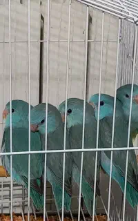طوطی پروتلت . برزیلی . مرغ عشق