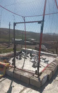 فنس کبوتر