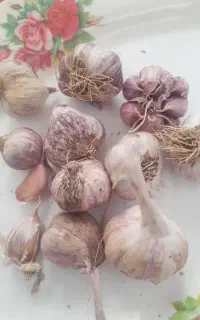 سیر