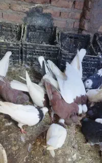 کبوتر