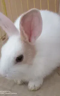 خرگوش