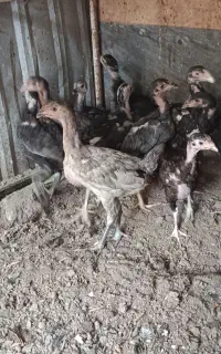 جوجه لاری اصل