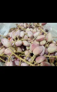 خرید پسته از من سرمایه از شما