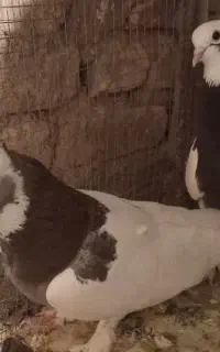 جفت کبوتر طوقی دوبر دار بزن بی عیب
