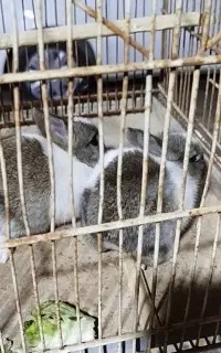 خرگوش