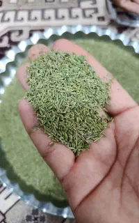 رازیانه (بادیان) خانگی