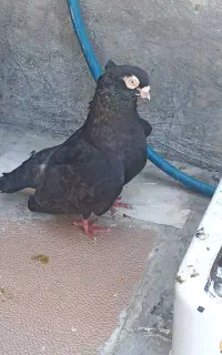 زاغ آبادانی اصل