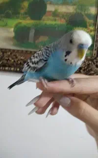 مرغ عشق و خرگوش
