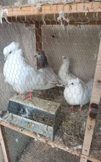 کبوتر سفید جفت کاکل