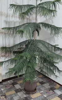 کاج ۲ متری