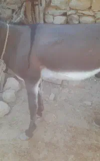 الاغ